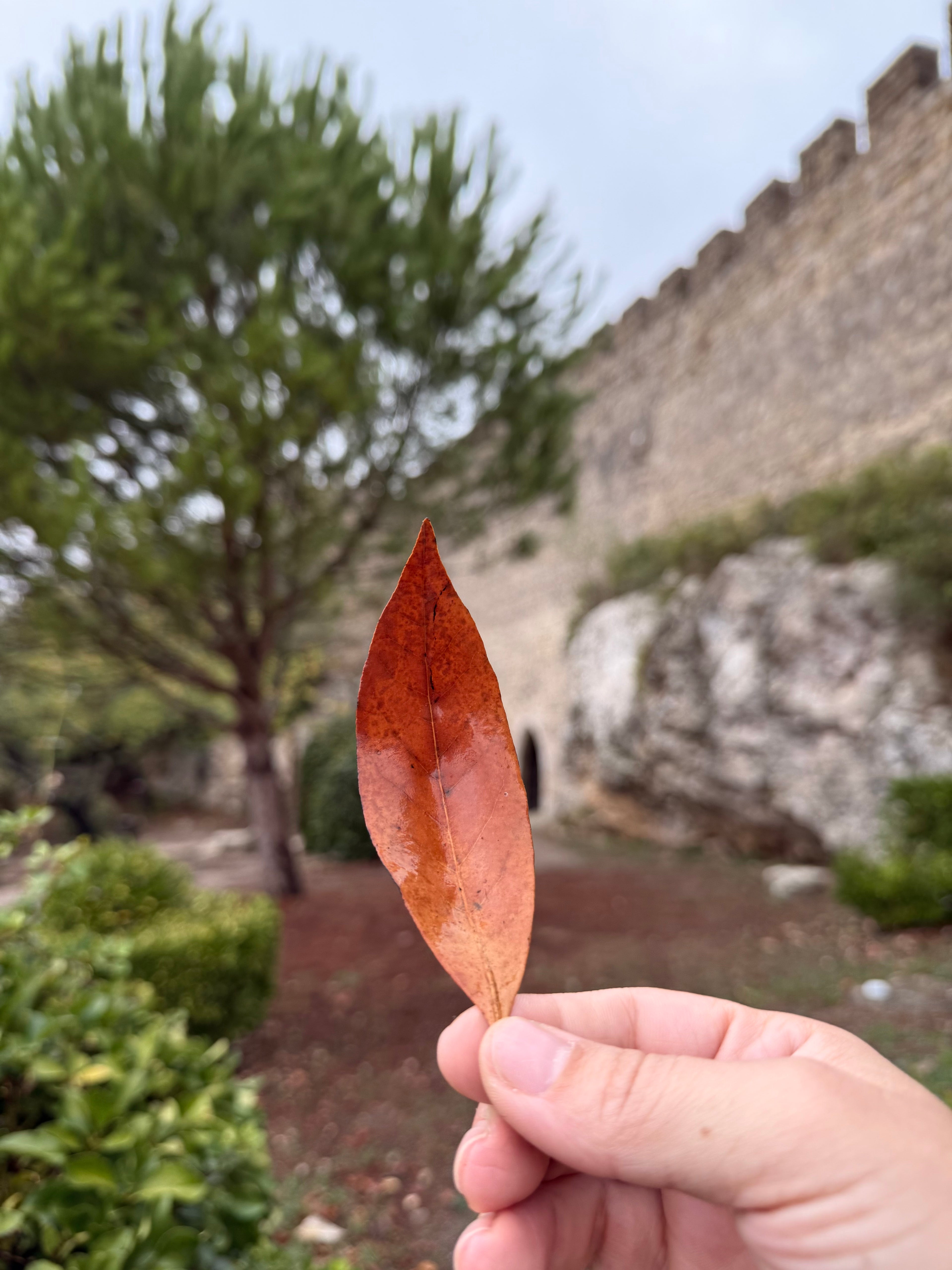 Hand holding a brown leaf with a blurred background of a stone wall and trees