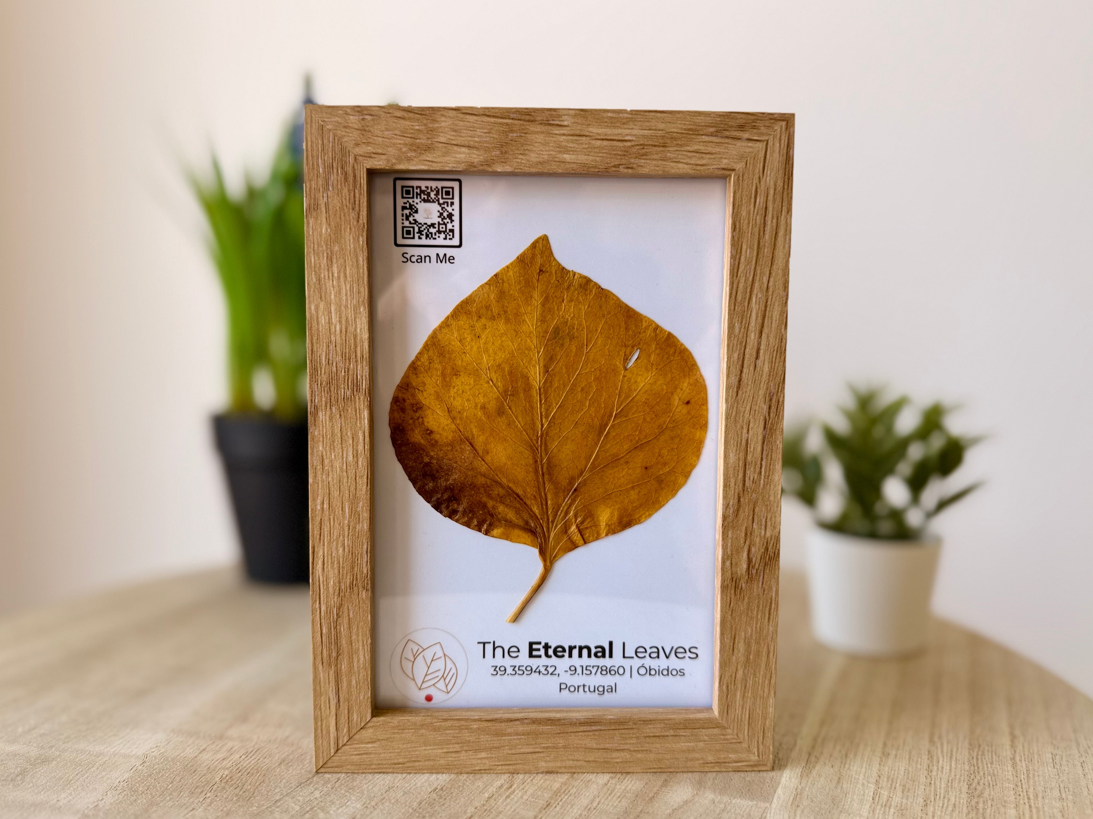 uma moldura de madeira com folha prensada da coleção The Eternal Leaves, apnhadas em Óbidos.