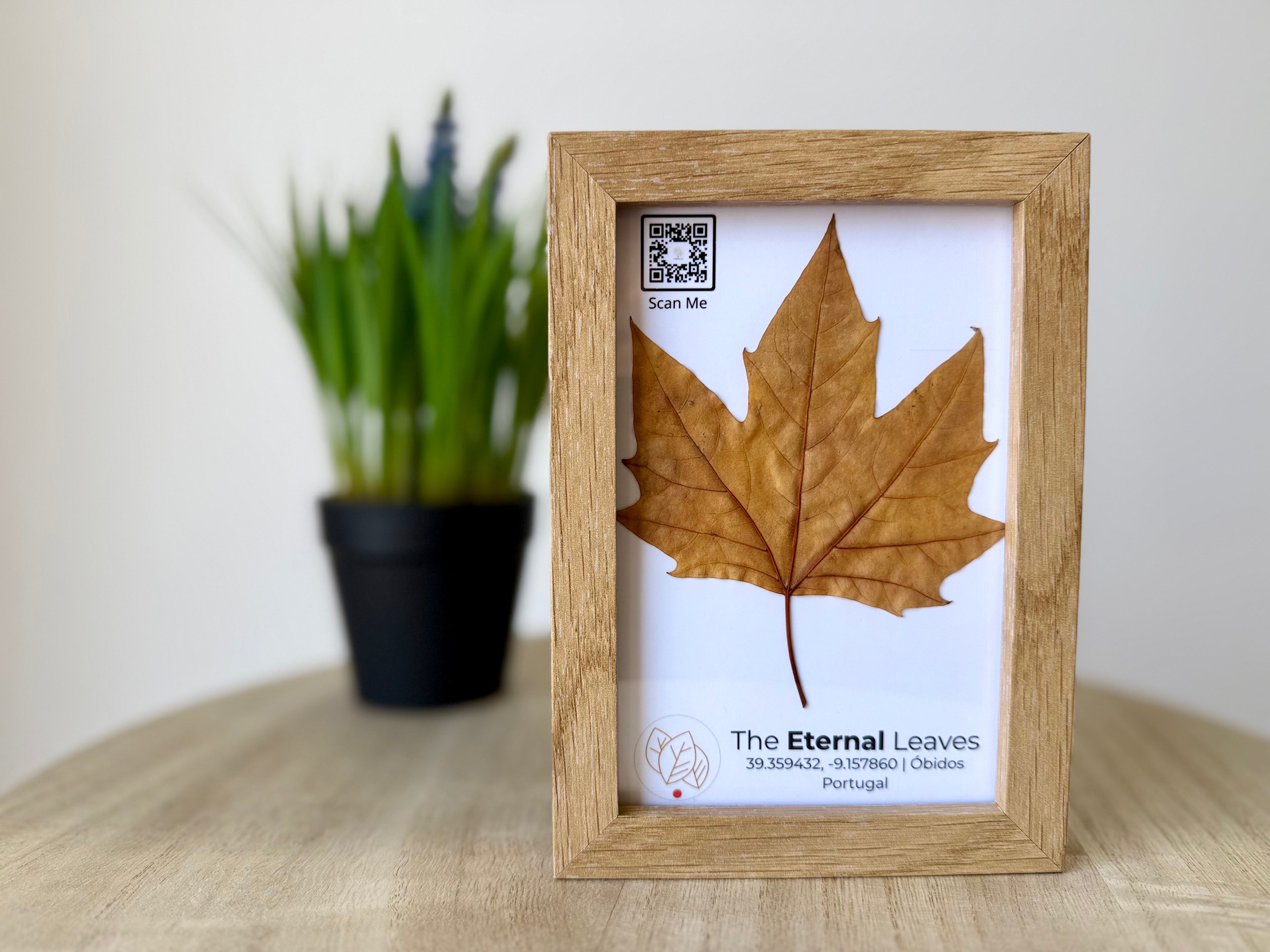 Folha castanha real de Outono emoldurada da coleção The Eternal Leaves — arte ecológica de Portugal.