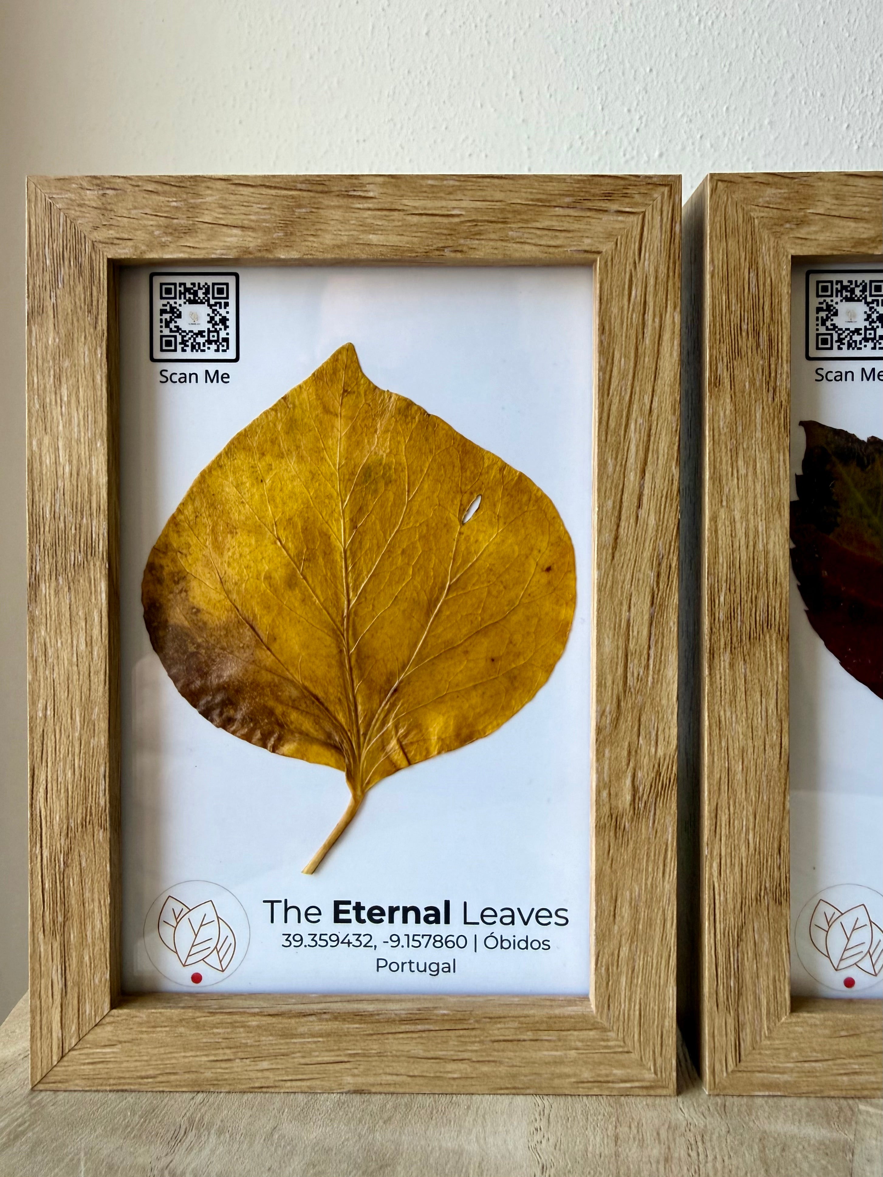 Folha real de Outono emoldurada da coleção The Eternal Leaves Óbidos Colection — arte ecológica de Portugal.